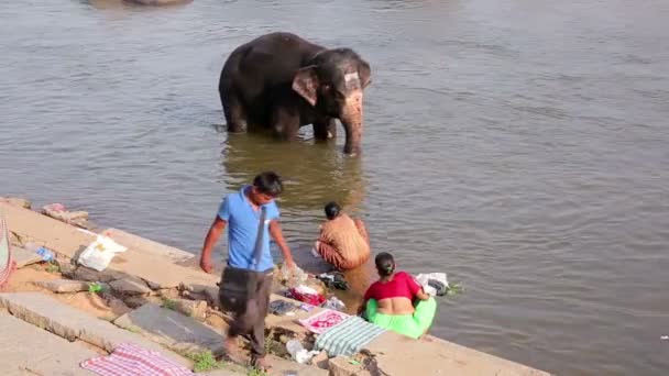 People and elephant wading in river — Stock Video