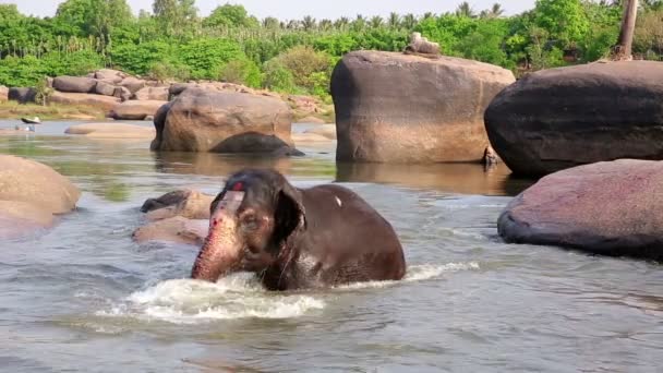 Elephant bathing in river — Stock Video