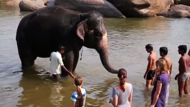 Homme lavant son éléphant dans la rivière — Video