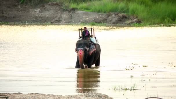 Safari éléphant et cavalier — Video