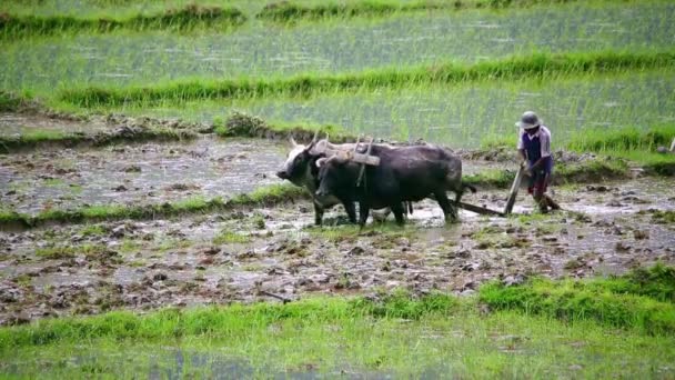 Agricultor arando con buey — Vídeo de stock