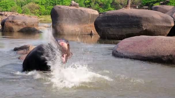 Bagno di elefante nel fiume — Video Stock