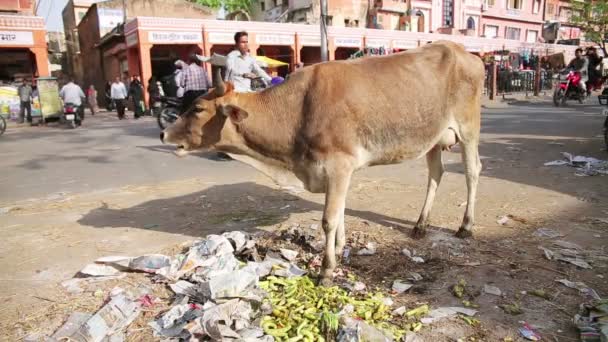 Vaca comiendo basura — Vídeo de stock