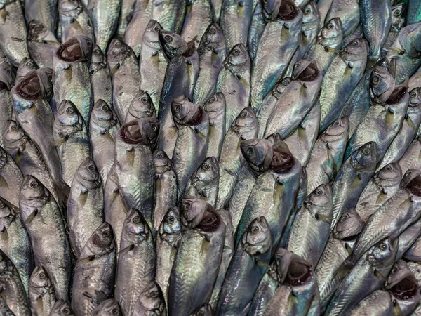 Fishes — Stock Photo, Image