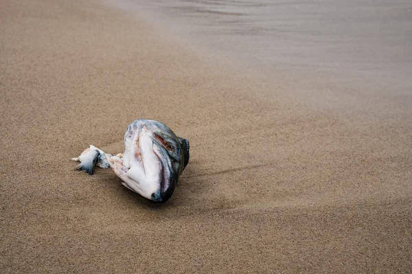 Head of a fish — Stock Photo, Image