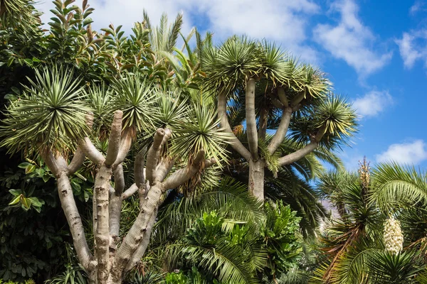 Bomen — Stockfoto