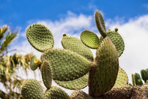 Cacti... — Fotografia de Stock