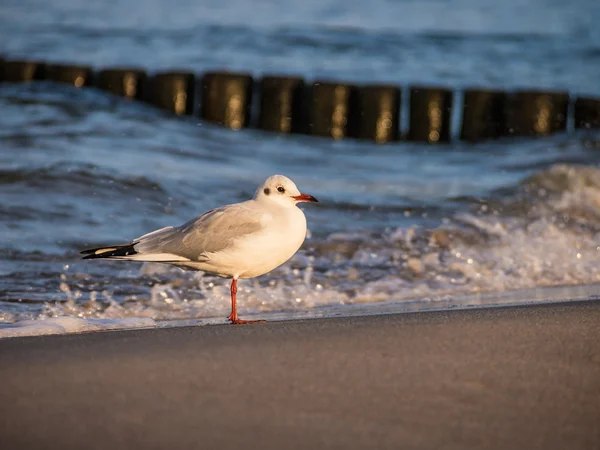 Baltic Sea — Stock Photo, Image