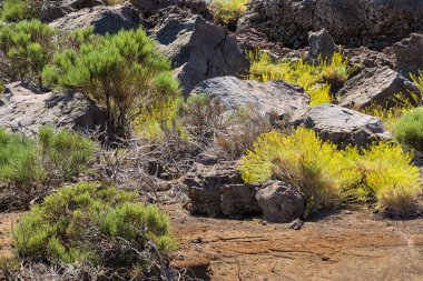 Tenerife