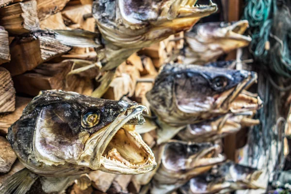 Fischköpfe — Stockfoto