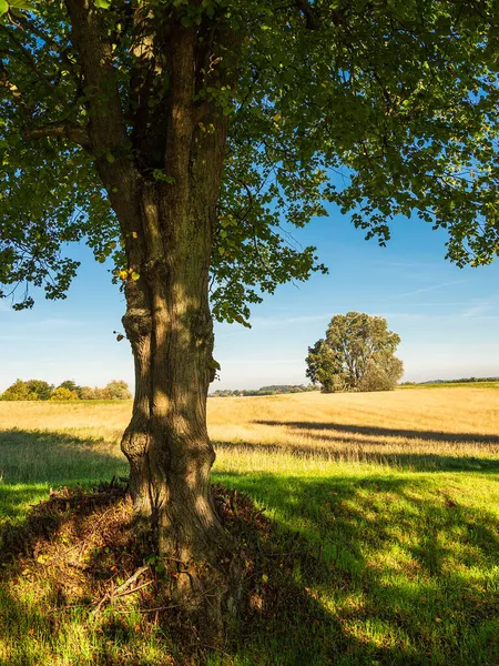 Paisagem Com Campo Árvores Perto Hohen Demzin Alemanha — Fotografia de Stock