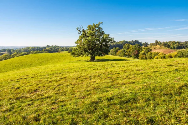 Landscape Paddock Trees Hohen Demzin Germany — Stock Photo, Image