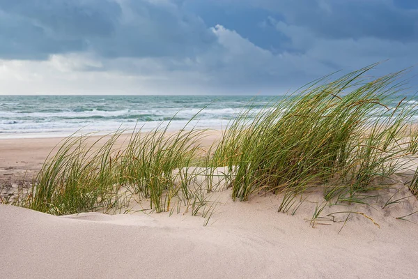 Duna Praia Perto Hirtshals Dinamarca — Fotografia de Stock