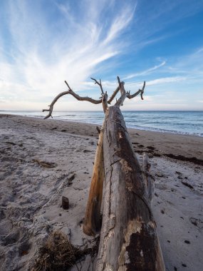 Almanya 'nın Baltık Denizi kıyısındaki Weststrand sahilinde..