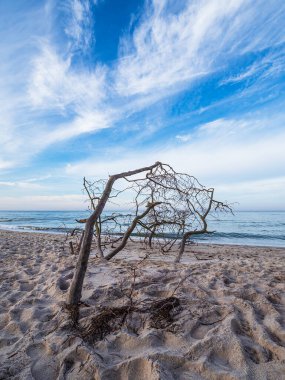 Almanya 'nın Baltık Denizi kıyısındaki Weststrand sahilinde..