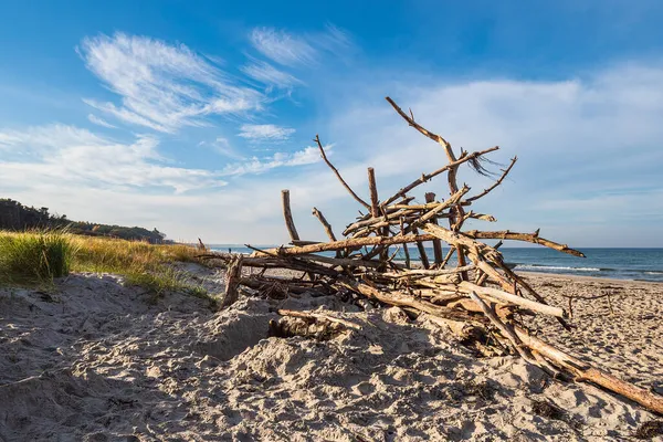 Kmeny Pláži Weststrand Pobřeží Baltského Moře Německu — Stock fotografie