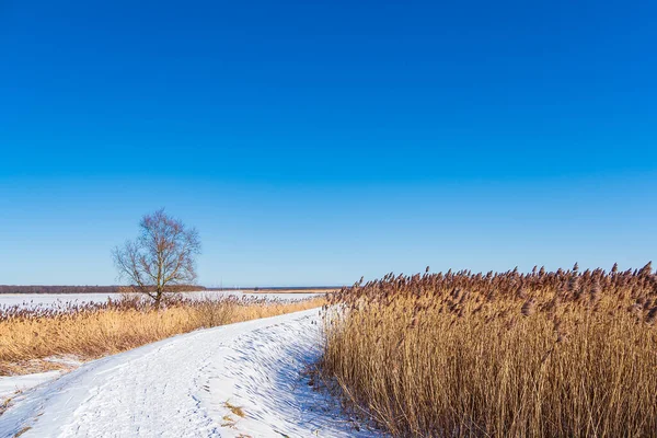 Reeds Bodden Coast Althagen Germany — Stock Photo, Image