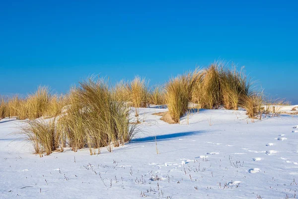 Duna Orilla Del Mar Báltico Invierno Warnemuende Alemania — Foto de Stock