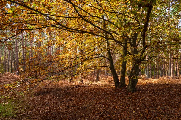 Arbres Aux Feuilles Colorées Sur Fischland Darss Allemagne — Photo