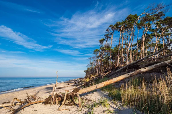 Trunks Beach Weststrand Baltic Sea Coast Germany — Stock Photo, Image