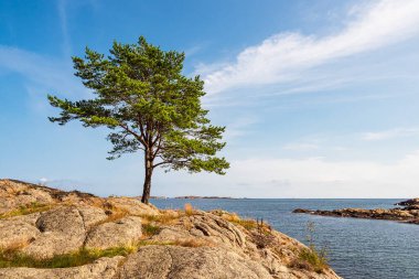 Doğada ağaç bulunan manzara Norveç 'te Bokeskogen rezervi.
