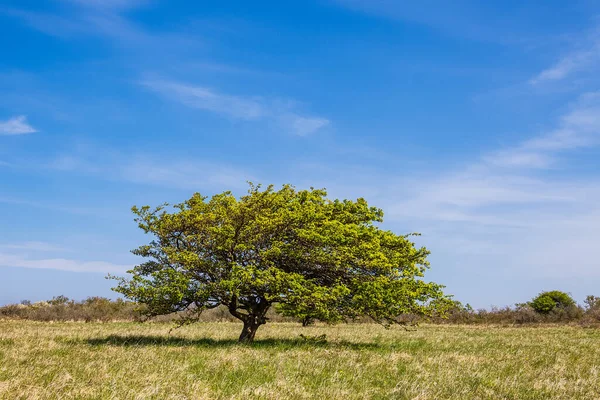 Krajina Stromem Ostrově Hiddensee Německo — Stock fotografie