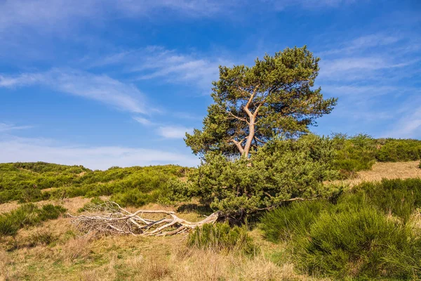 Paisaje Con Árbol Isla Hiddensee Alemania —  Fotos de Stock