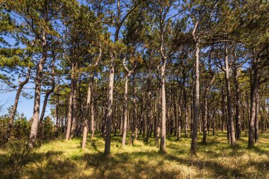 Neuendorf 'taki sahil ormanı Saklı, Almanya.