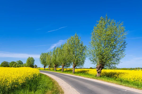 Street Canola Field Trees Sildemow Germany — Stock Photo, Image