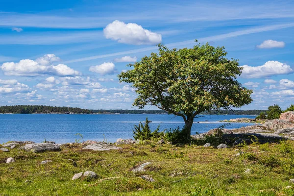 Landscape Rocks Tree Island Slado Sweden — ストック写真
