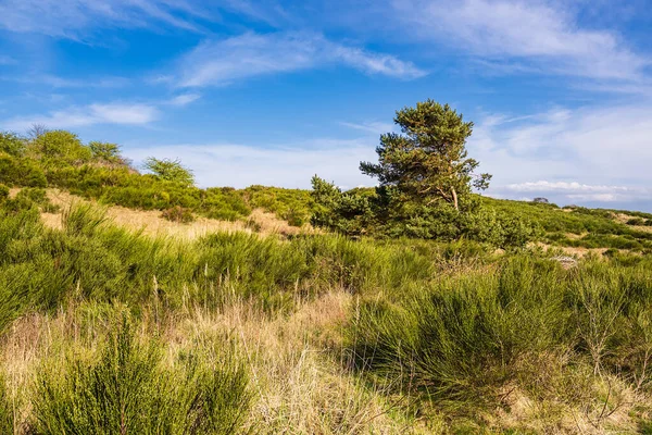 Paisaje Con Árbol Isla Hiddensee Alemania —  Fotos de Stock