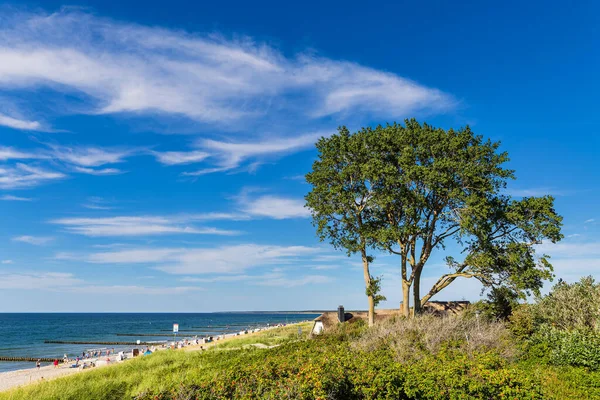 Tree Dune Shore Baltic Sea Ahrenshoop Germany — Stock Photo, Image