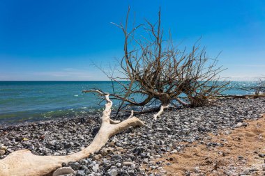 Baltık Denizi kıyısındaki ağaç gövdesi Almanya 'nın Ruegen adasında.