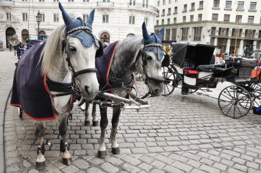 siyah ve beyaz at ve at arabası