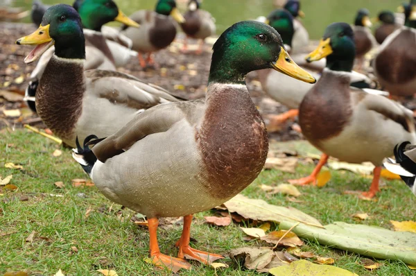 Velké světlé drake — Stock fotografie