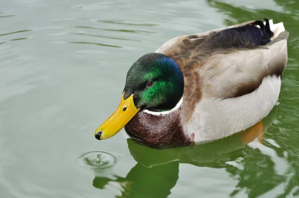 He-duck swimming — Stock Photo, Image