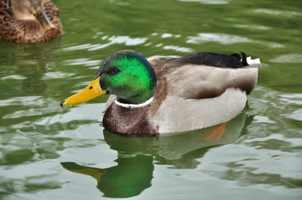 He-duck swimming — Stock Photo, Image