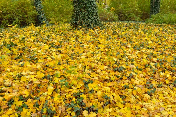 Klon liści pod drzewami — Zdjęcie stockowe