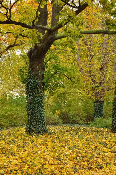 Golden Fall în parc — Fotografie, imagine de stoc