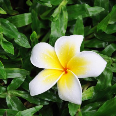 Frangipani çimen çiçek