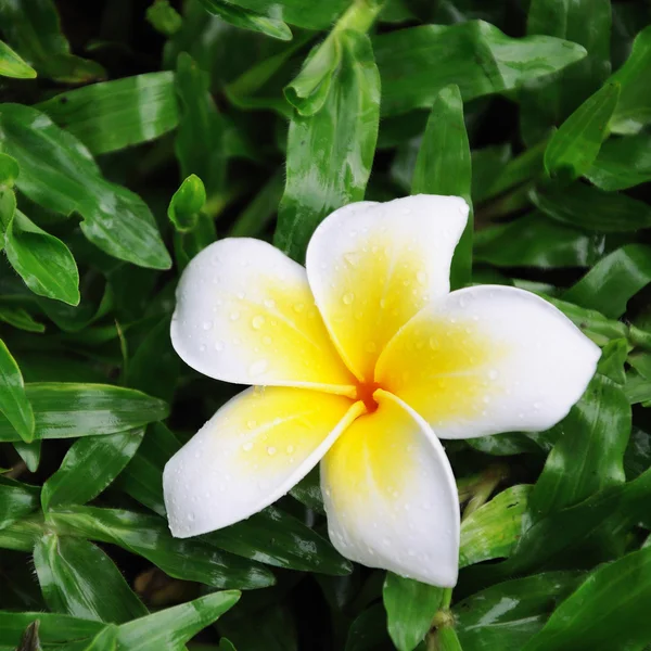 Frangipani fiore sull'erba — Foto Stock