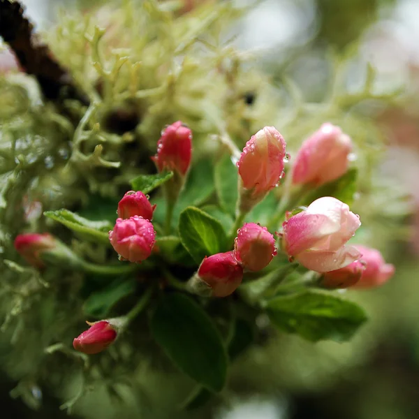 Apple tree blossom — Stock Photo, Image