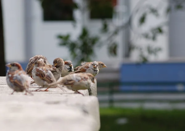 Sparrow flock — Stock Photo, Image