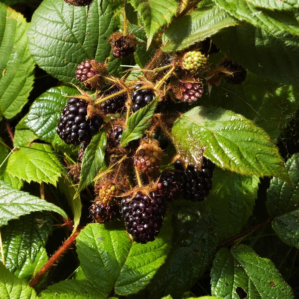 BlackBerry op een bush — Stockfoto
