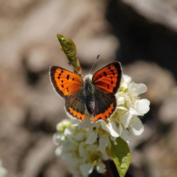 Apelsinfjäril på blomma — Stockfoto