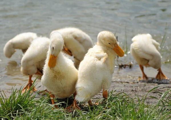 Young ducks near the water — Stock Photo, Image
