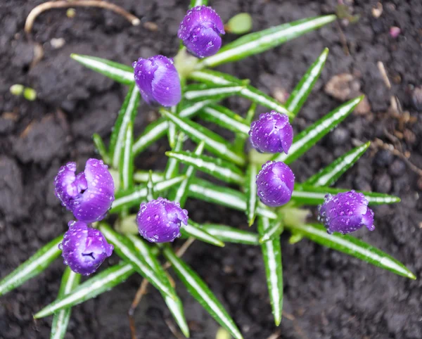 Crocus flowers — Stock Photo, Image