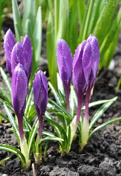 Violet crocus flowers with water drops — Stock Photo, Image