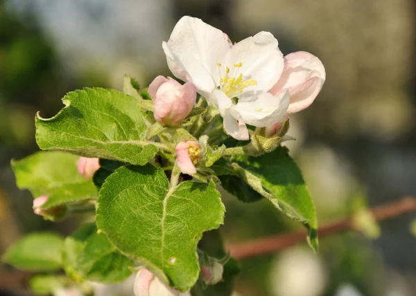 Kvetoucí jablko — Stock fotografie