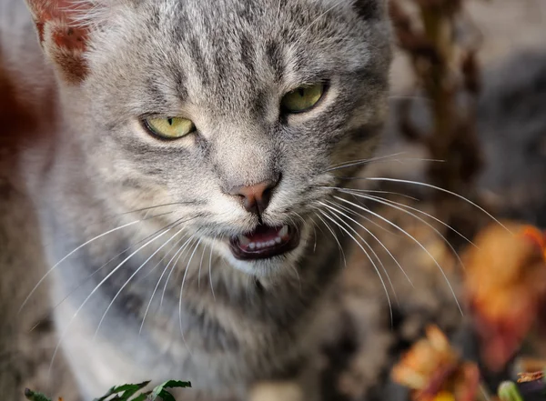 Gato cinzento — Fotografia de Stock